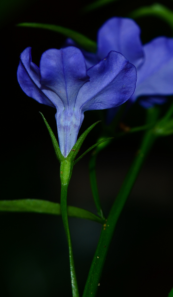 Изображение особи Lobelia erinus.