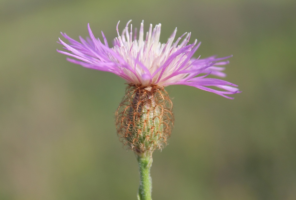 Изображение особи Centaurea trichocephala.