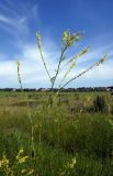 Melilotus officinalis