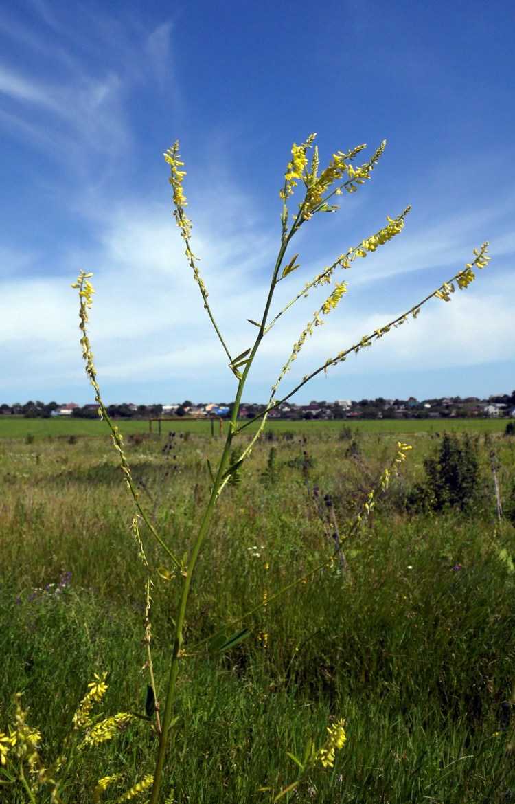 Изображение особи Melilotus officinalis.