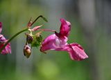 Impatiens glandulifera