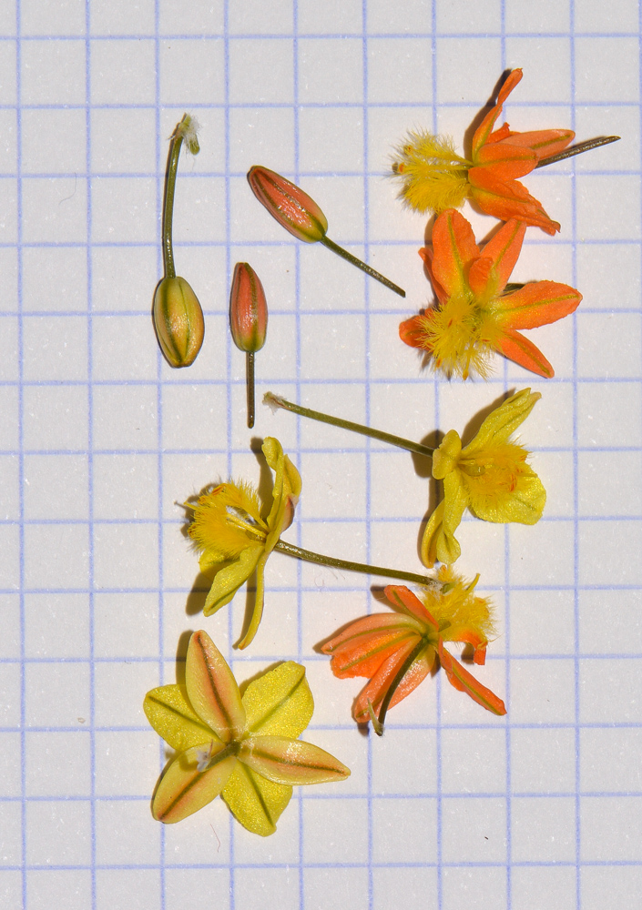 Image of Bulbine frutescens specimen.