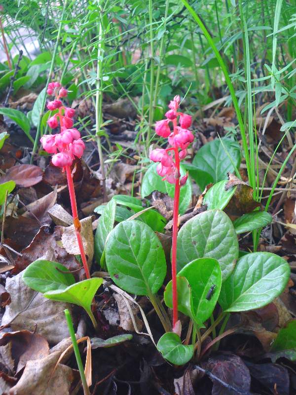 Изображение особи Pyrola incarnata.