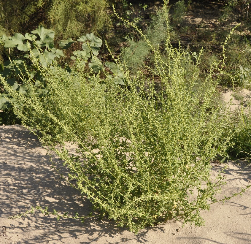 Image of Dysphania botrys specimen.