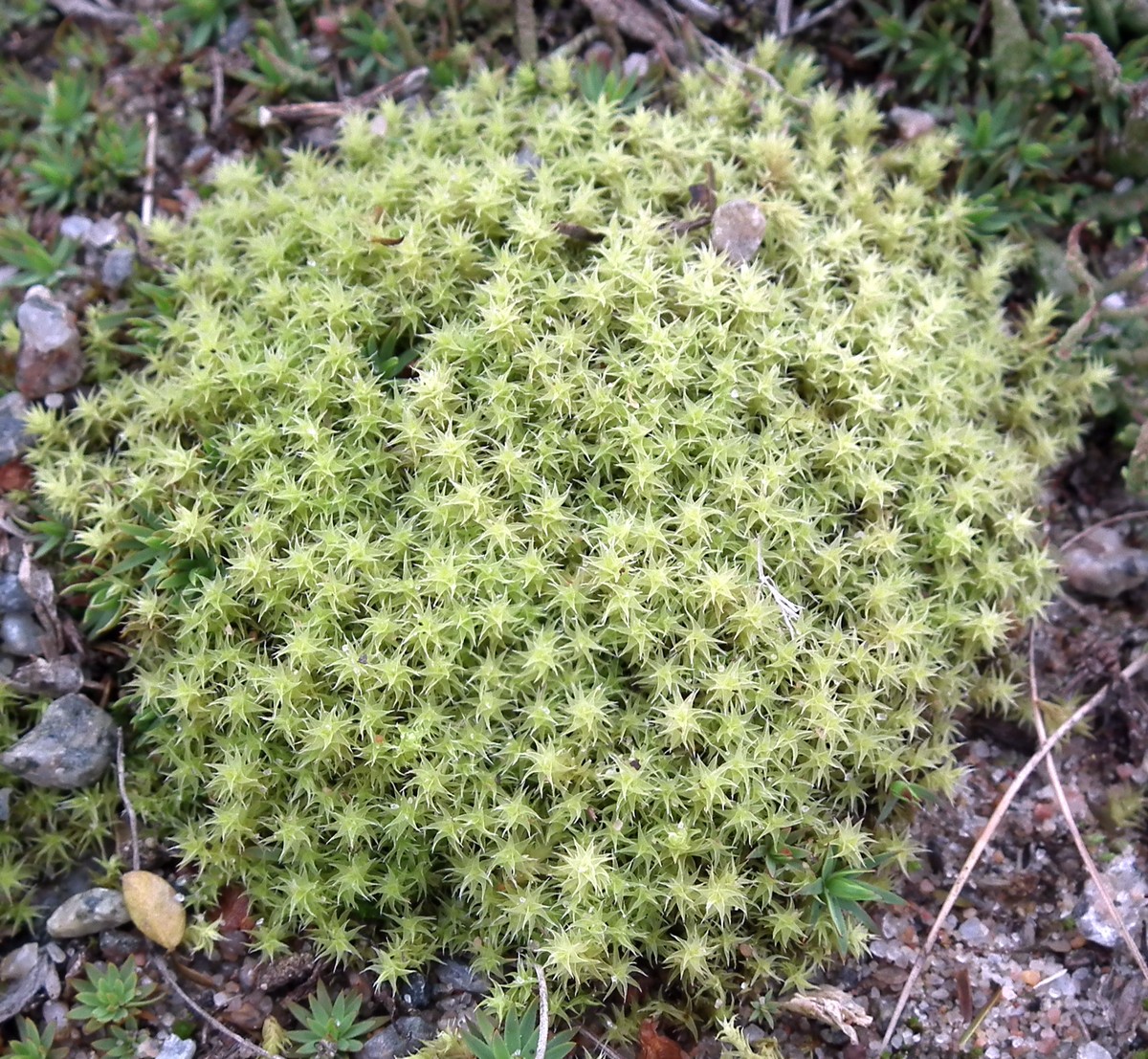 Image of genus Niphotrichum specimen.