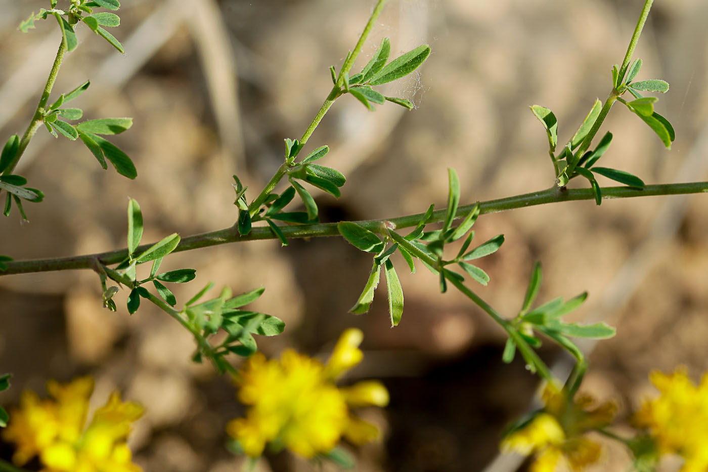 Изображение особи Medicago romanica.