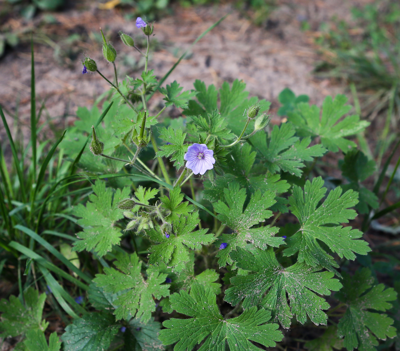 Image of Geranium bohemicum specimen.