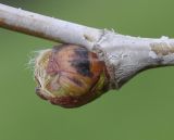 Platanus orientalis