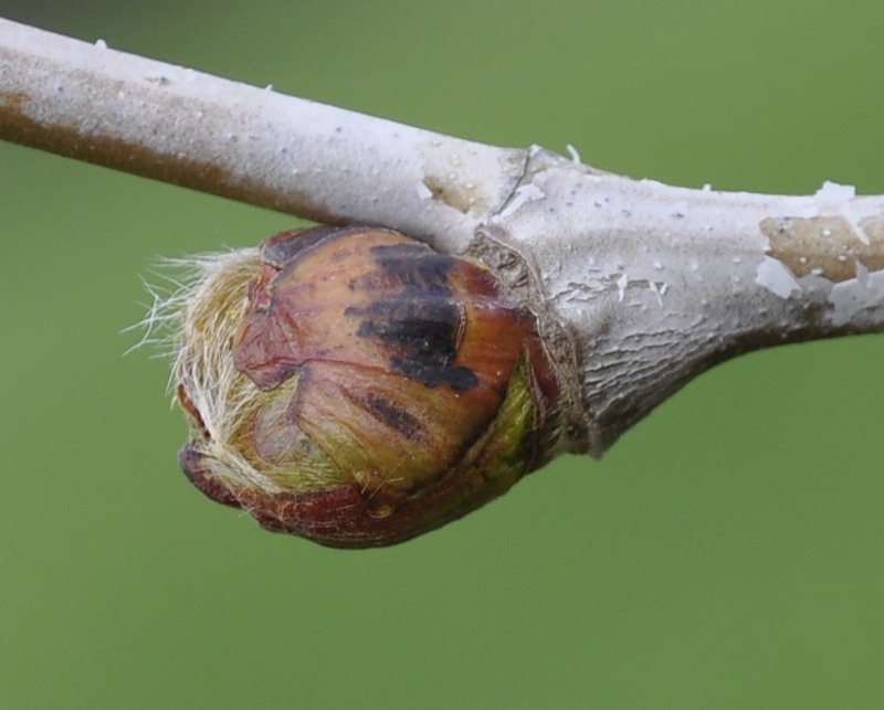 Изображение особи Platanus orientalis.