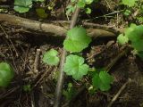 Heracleum sosnowskyi