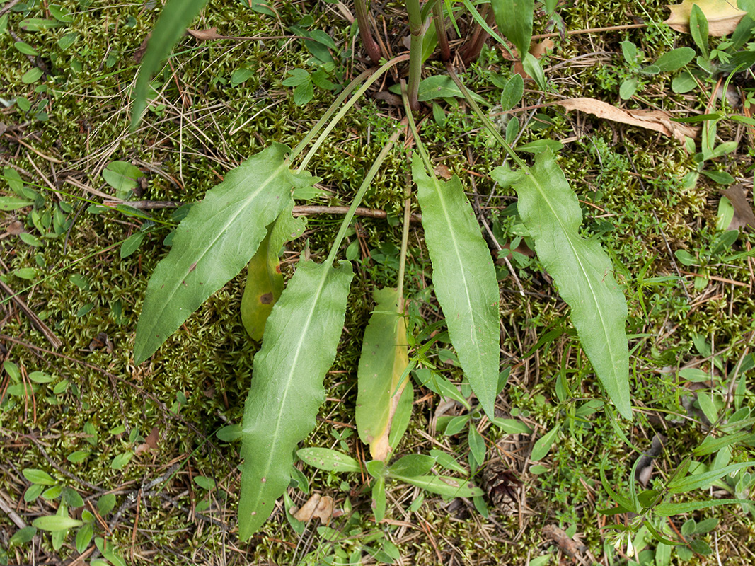 Изображение особи Rumex thyrsiflorus.