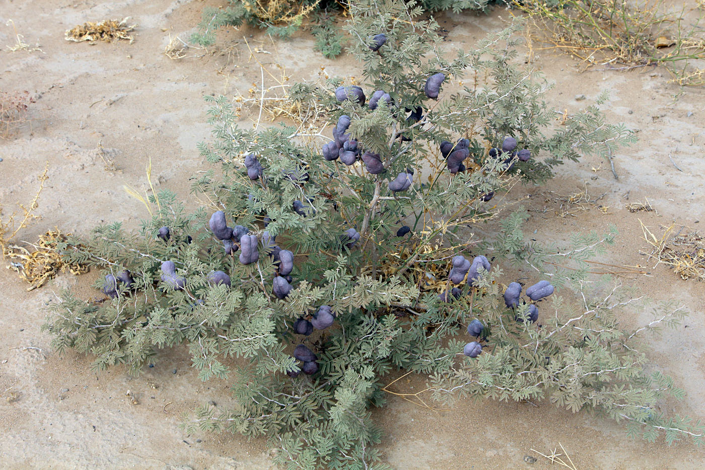 Image of Lagonychium farctum specimen.