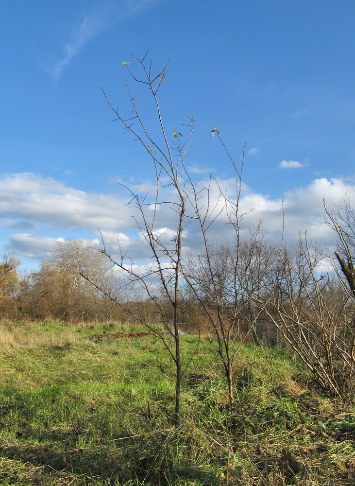 Image of genus Malus specimen.