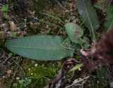 Rumex crispus