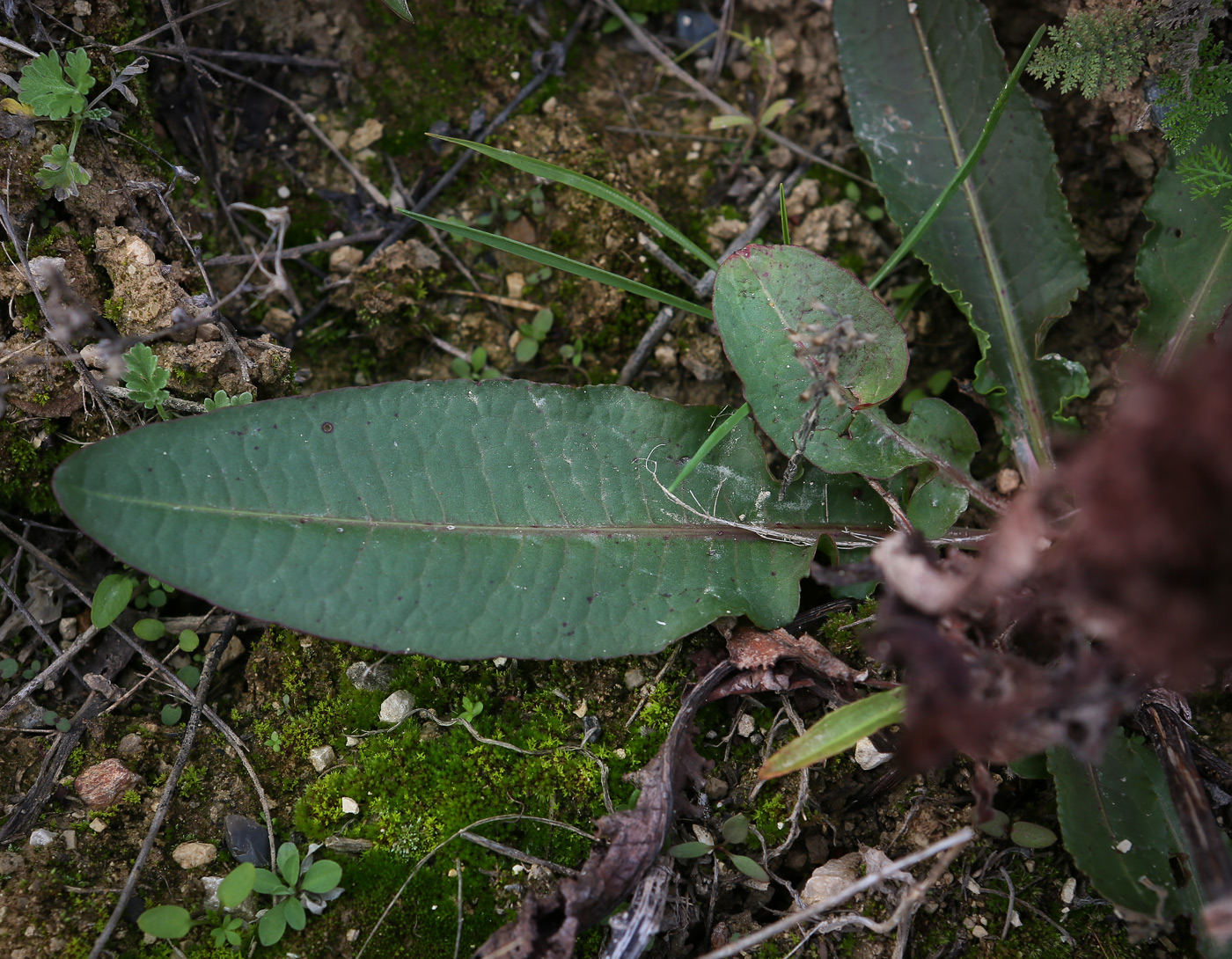 Изображение особи Rumex crispus.