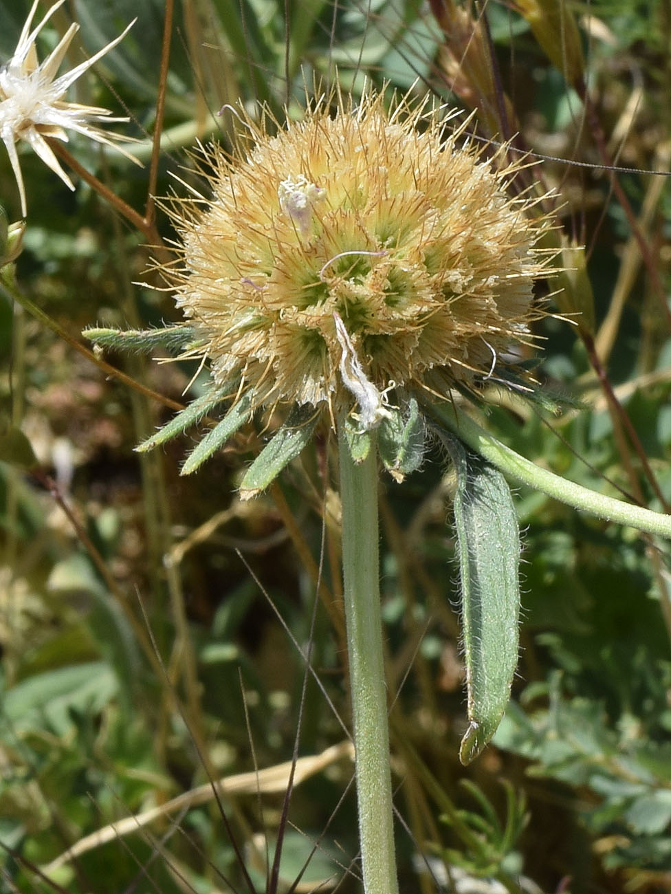 Image of Lomelosia songarica specimen.