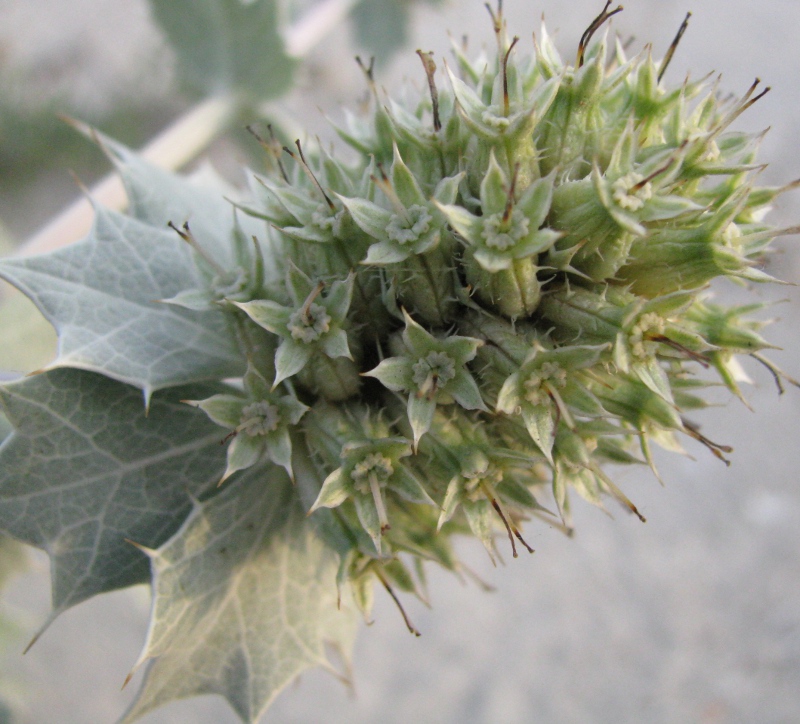 Image of Eryngium maritimum specimen.