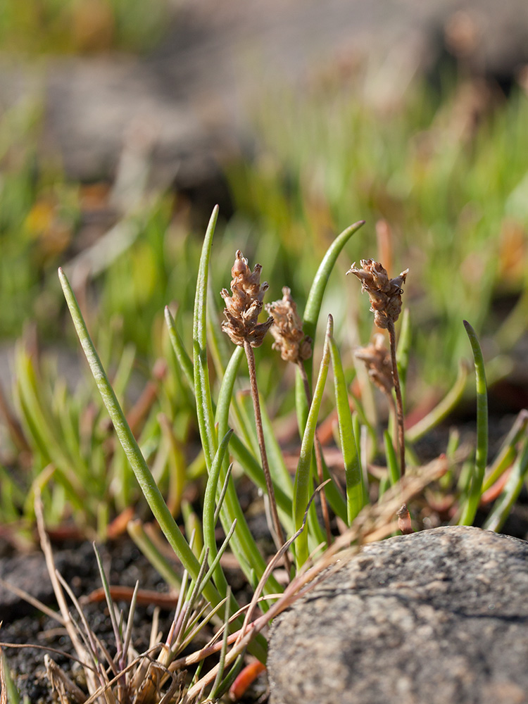 Image of Plantago schrenkii specimen.