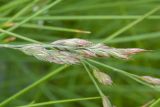 Festuca richardsonii