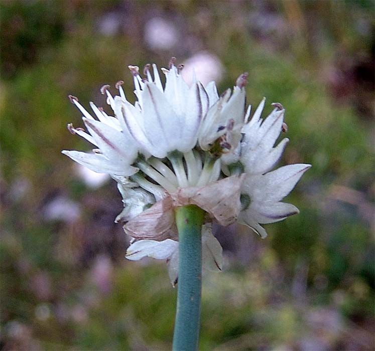 Изображение особи Allium pseudostrictum.