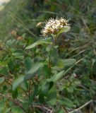 Spiraea beauverdiana. Ветвь цветущего растения. Чукотка, Иультинский р-н, долина р. Перевальной (приток р. Большой Осиновой). 02.08.2014.