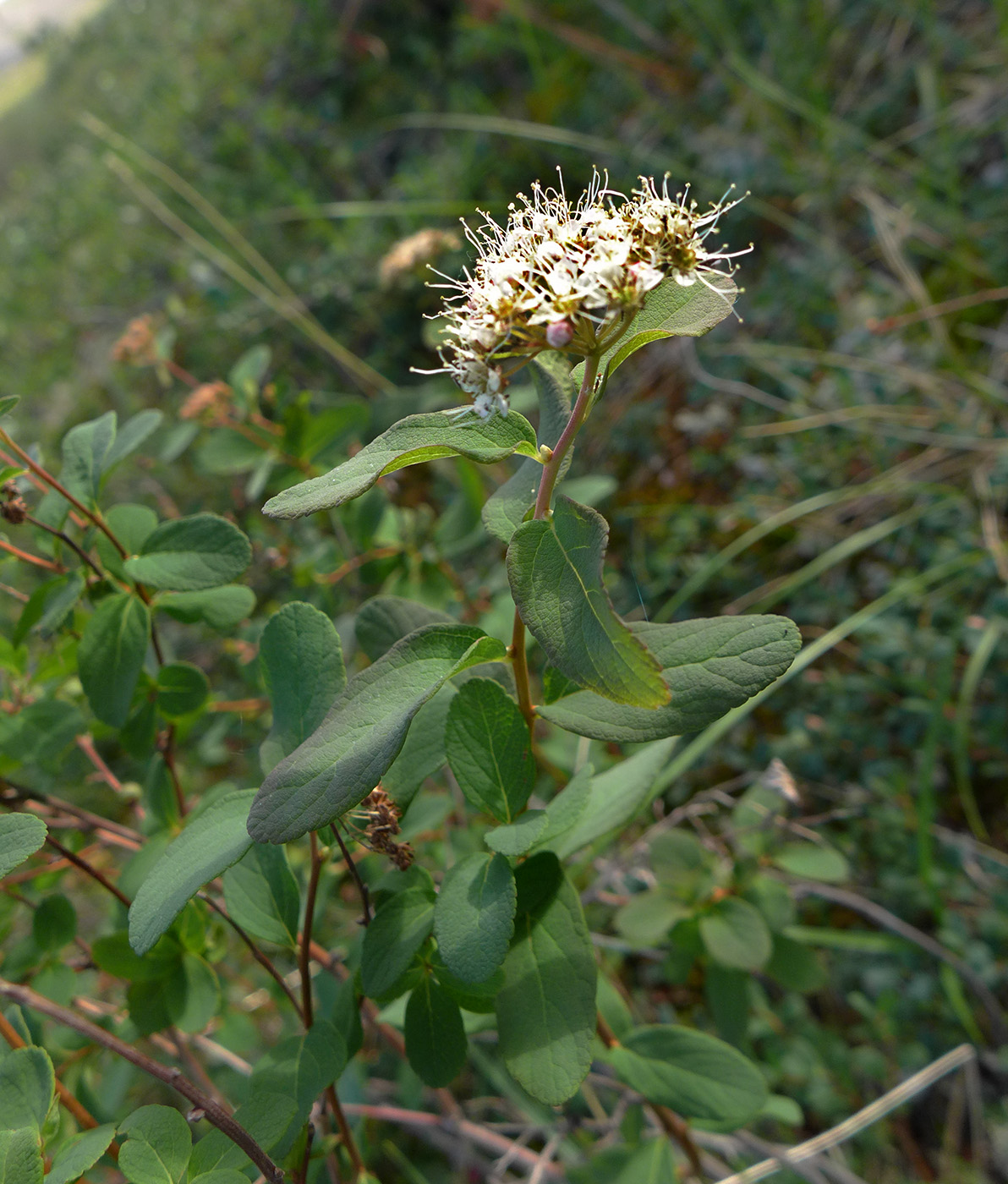 Image of Spiraea beauverdiana specimen.