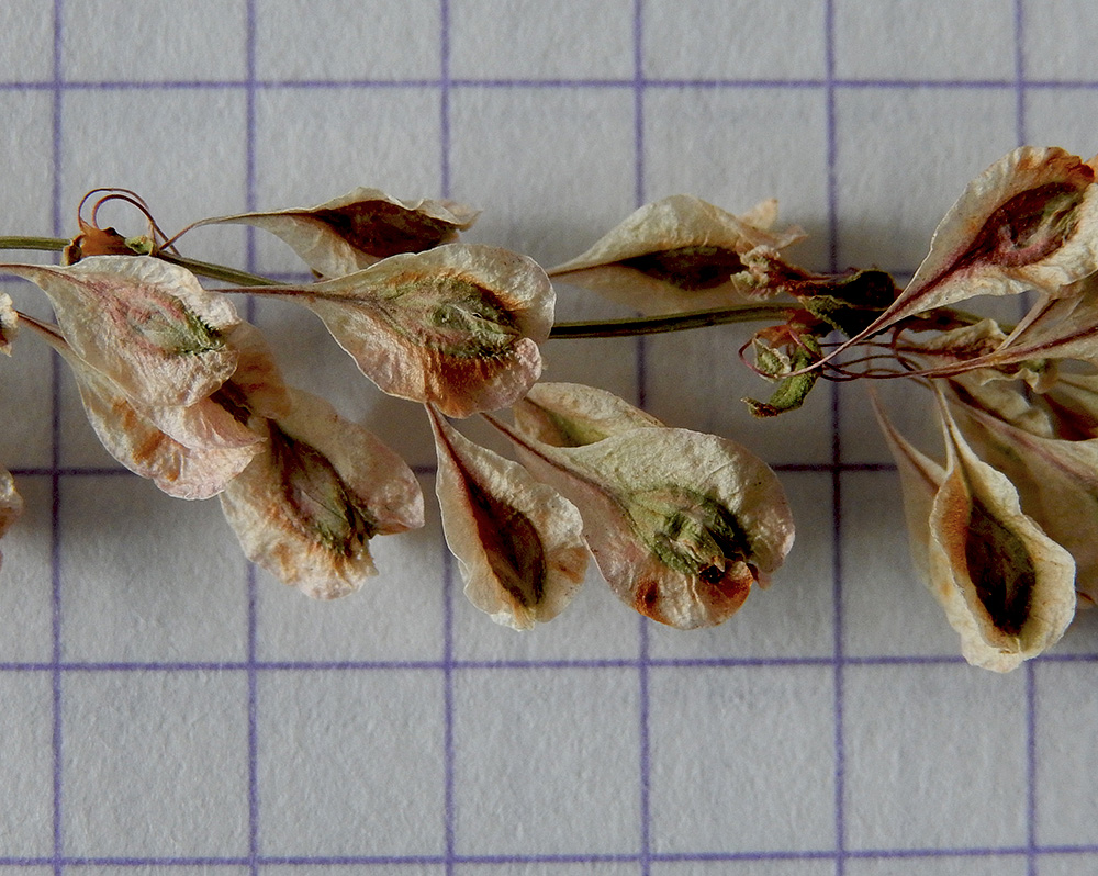 Image of Fallopia dumetorum specimen.