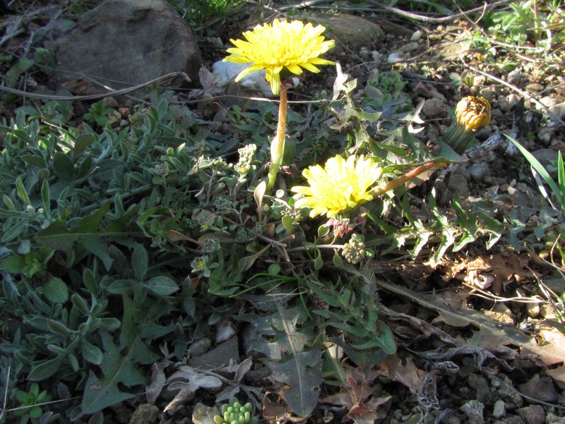 Изображение особи Taraxacum erythrospermum.