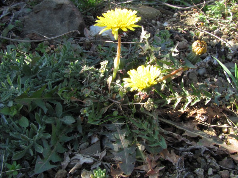 Image of Taraxacum erythrospermum specimen.