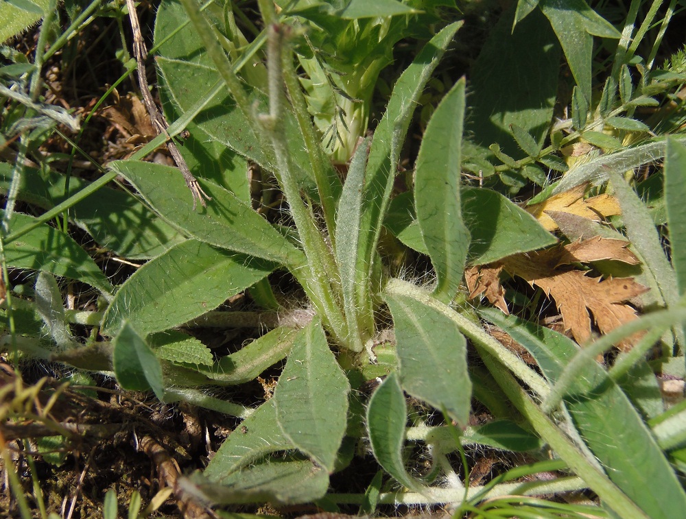 Image of Pilosella officinarum specimen.