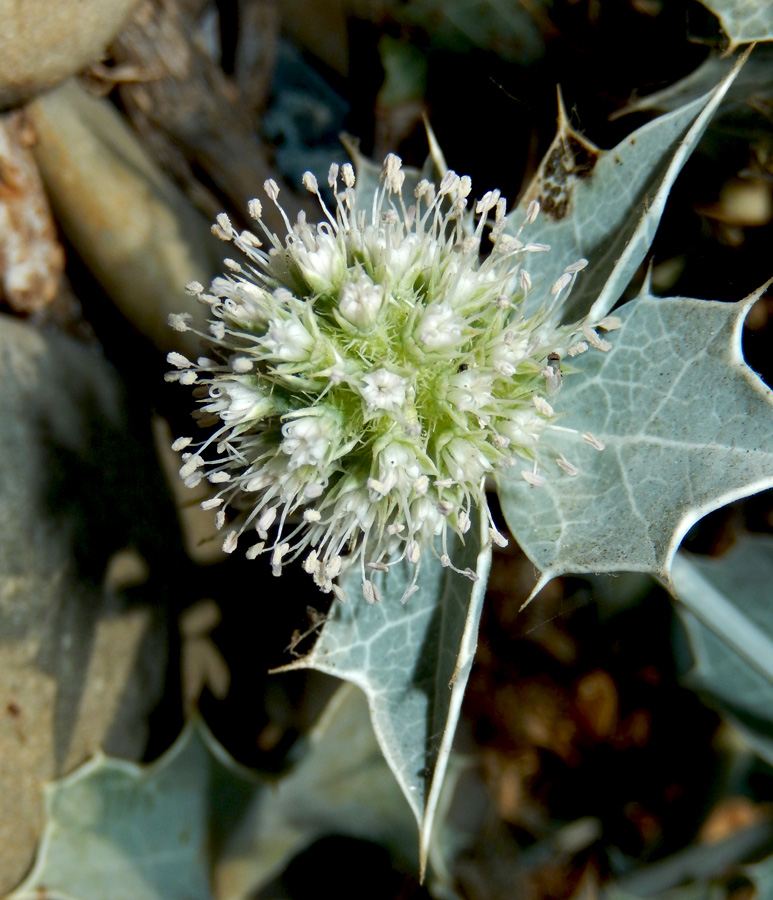 Изображение особи Eryngium maritimum.