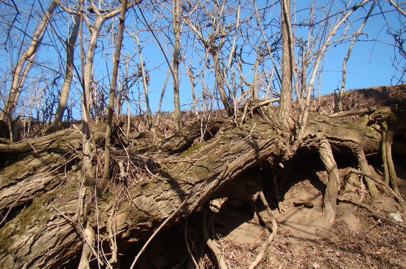 Изображение особи Robinia pseudoacacia.