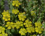 Euphorbia flanaganii