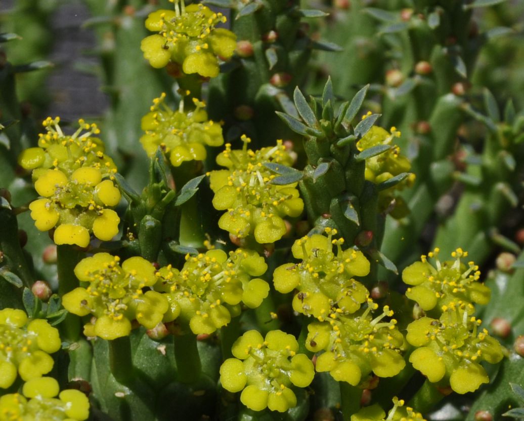 Изображение особи Euphorbia flanaganii.