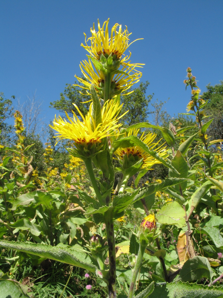 Image of Inula helenium specimen.