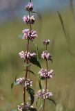 Phlomoides tuberosa