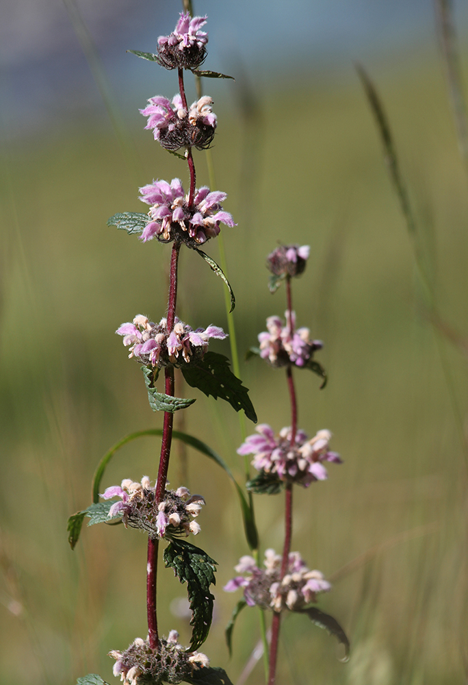 Image of Phlomoides tuberosa specimen.