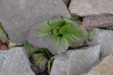 Bergenia crassifolia