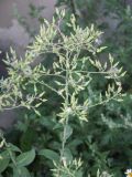 Lactuca sativa