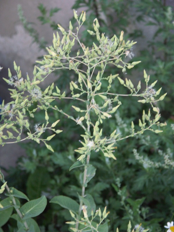 Image of Lactuca sativa specimen.