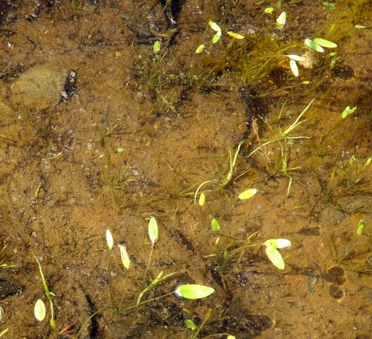 Image of Alisma orientale specimen.
