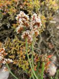 Limonium suffruticosum