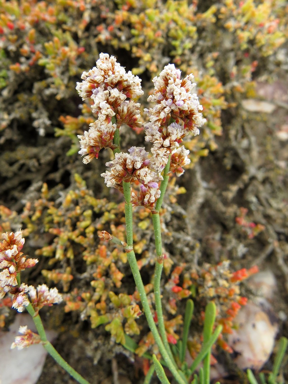 Image of Limonium suffruticosum specimen.