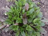 Ajuga reptans
