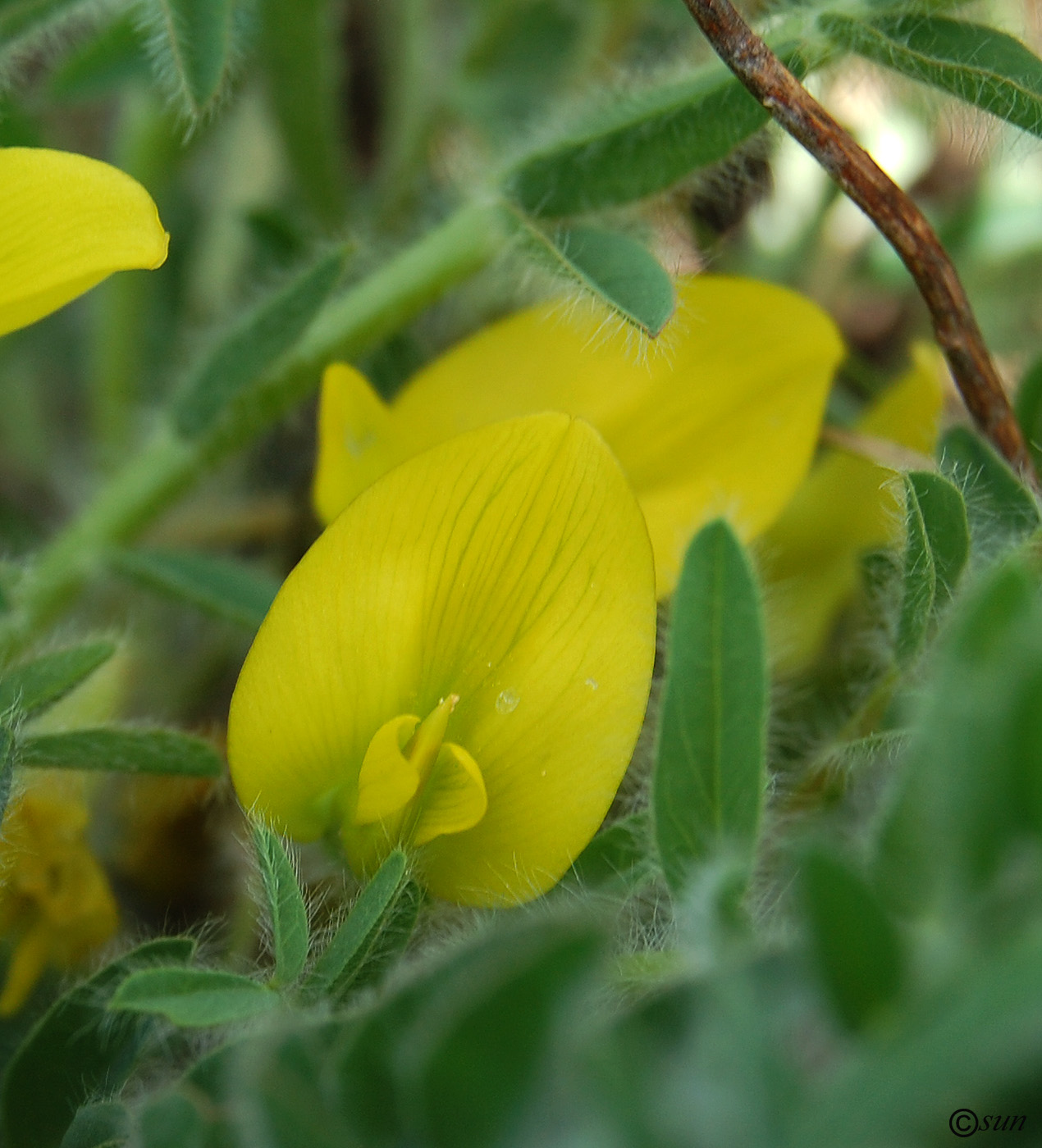 Image of Astragalus henningii specimen.
