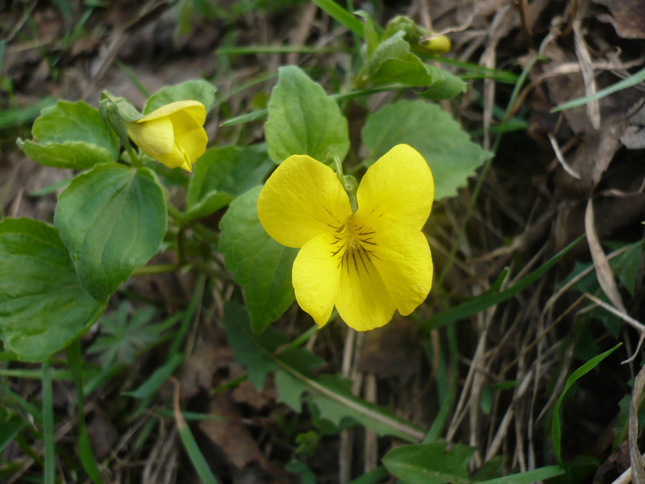 Image of Viola uniflora specimen.