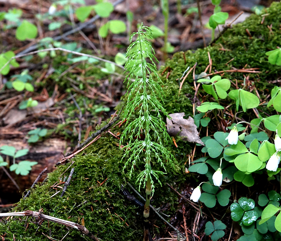 Изображение особи Equisetum sylvaticum.