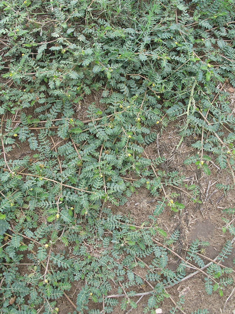 Изображение особи Tribulus terrestris.