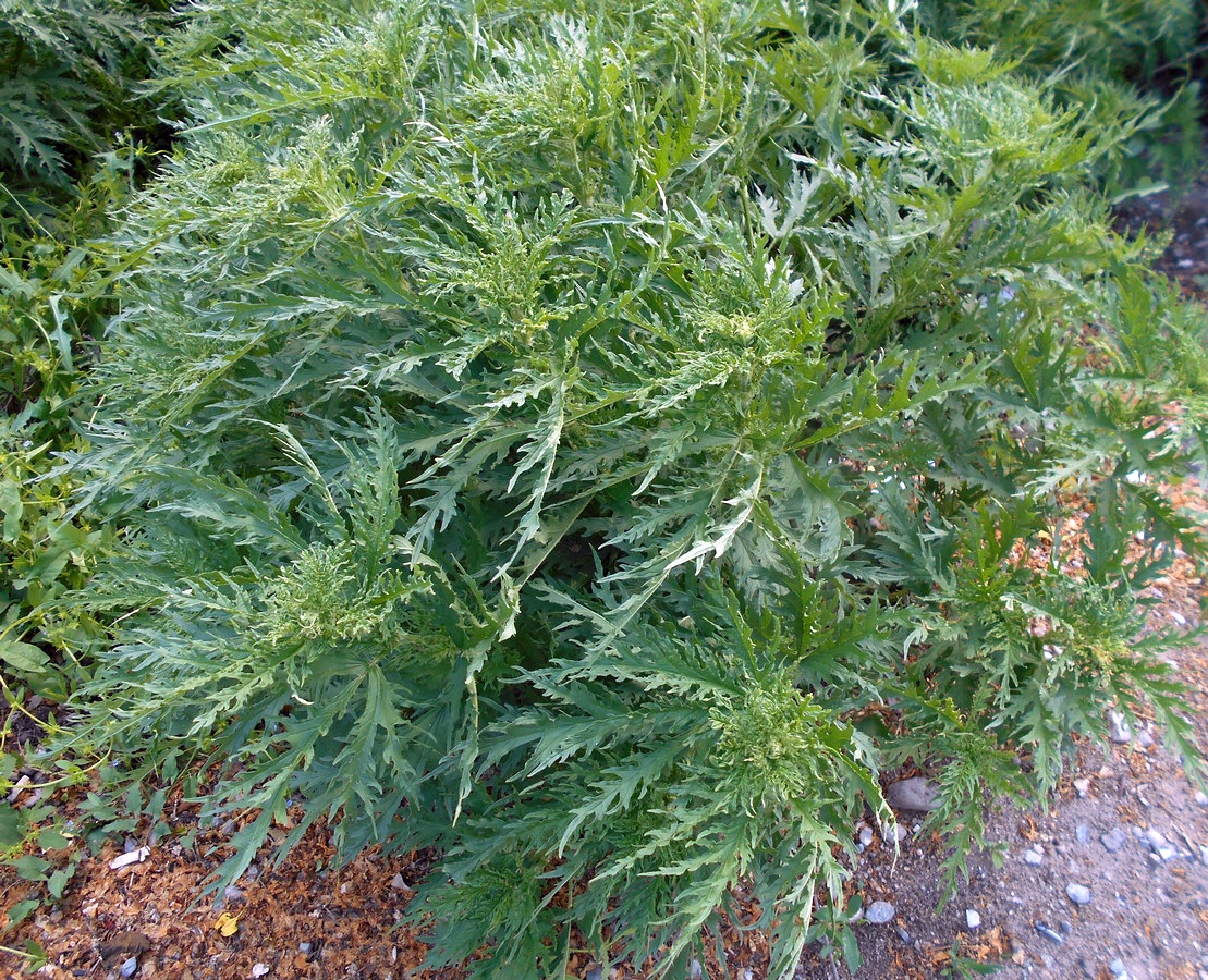 Image of Urtica cannabina specimen.