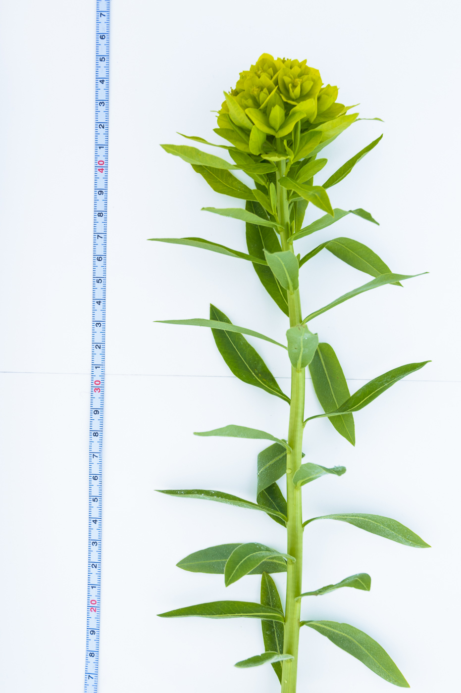 Image of Euphorbia semivillosa specimen.